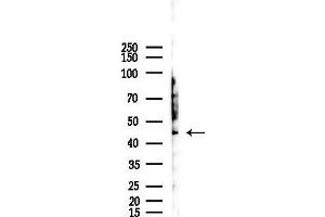 anti-E2F Transcription Factor 2 (E2F2) (Internal Region) antibody