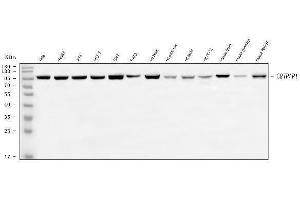 Western blot analysis of GRASP1/GRIPAP1 using anti-GRASP1/GRIPAP1 antibody (ABIN7601701).
