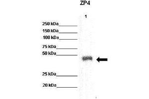 recombinant human ZP4 protein (ZP4 Antikörper  (N-Term))