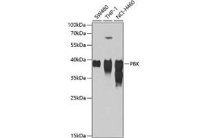 Western blot analysis of extracts of various cell lines, using PBK antibody (ABIN1682870, ABIN3019240, ABIN3019241 and ABIN6220784) at 1:1000 dilution. (PBK Antikörper  (AA 1-322))