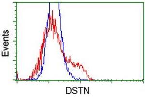 HEK293T cells transfected with either RC203419 overexpress plasmid (Red) or empty vector control plasmid (Blue) were immunostained by anti-DSTN antibody (ABIN2454399), and then analyzed by flow cytometry. (Destrin Antikörper)
