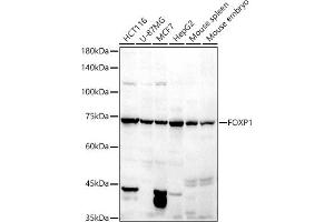 Western blot analysis of extracts of various cell lines, using FOXP1 antibody (ABIN6133710, ABIN6140758, ABIN6140760 and ABIN6216414) at 1:500 dilution. (FOXP1 Antikörper  (C-Term))