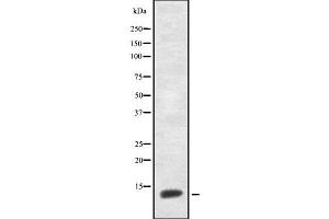 Western blot analysis of CNP-53 using HepG2 whole cell lysates