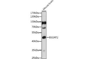 Western blot analysis of extracts of Mouse brain, using B3GNT2 antibody (ABIN7271203) at 1:1000 dilution.