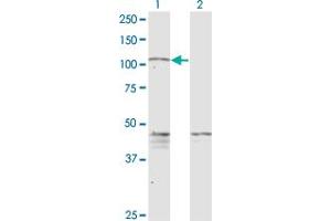 Western Blot analysis of PCDHGC5 expression in transfected 293T cell line by PCDHGC5 monoclonal antibody (M08), clone 3A6. (PCDHGC5 Antikörper  (AA 467-575))
