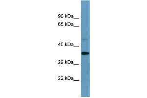 Western Blotting (WB) image for anti-Speedy Homolog E1 (SPDYE1) (C-Term) antibody (ABIN2787424) (SPDYE1 Antikörper  (C-Term))