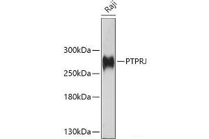 Western blot analysis of extracts of Raji cells using PTPRJ Polyclonal Antibody at dilution of 1:1000. (PTPRJ Antikörper)