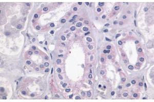 Anti-LPAR4 / GPR23 antibody  ABIN1049015 IHC staining of human kidney. (LPAR4 Antikörper  (Cytoplasmic Domain))
