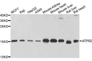 Western blot analysis of extracts of various cell lines, using ATP5D antibody. (ATP5F1D Antikörper)