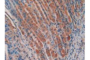 IHC-P analysis of Mouse Stomach Tissue, with DAB staining. (APC Antikörper  (AA 2636-2845))