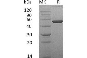 Western Blotting (WB) image for Ephrin A4 (EFNA4) protein (Fc Tag) (ABIN7320514) (EFNA4 Protein (Fc Tag))