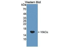 Western blot analysis of the recombinant protein. (GP1BB Antikörper  (AA 52-164))