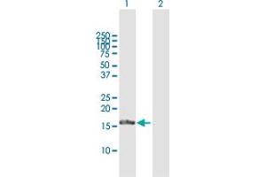 Western Blot analysis of FGF1 expression in transfected 293T cell line by FGF1 MaxPab polyclonal antibody. (FGF1 Antikörper  (AA 1-155))