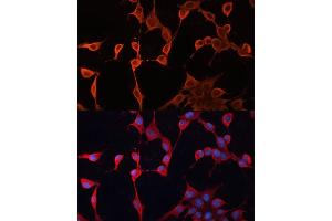 Immunofluorescence (IF) image for anti-DnaJ (Hsp40) Homolog, Subfamily A, Member 2 (DNAJA2) (AA 233-412) antibody (ABIN6139695)