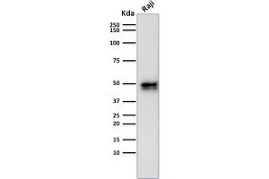 Western Blot Analysis of Raji cell lysate using CD79a Rabbit Recombinant Monoclonal Antibody (IGA/1790). (Rekombinanter CD79a Antikörper  (AA 202-216))