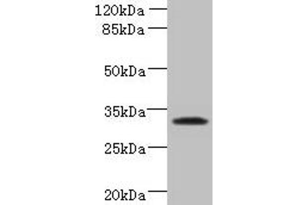 Tetraspanin 5 antibody  (AA 114-232)