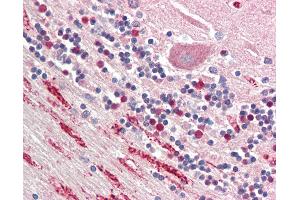 Anti-NPTX1 / NP1 antibody IHC staining of human brain, cerebellum. (NPX1 Antikörper  (AA 197-211))