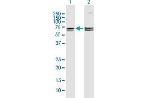 Western Blot analysis of CACNB3 expression in transfected 293T cell line by CACNB3 MaxPab polyclonal antibody. (CACNB3 Antikörper  (AA 1-484))