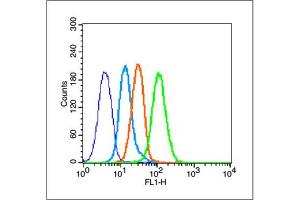MCF-7 cells probed with Estrogen Receptor alpha Antibody, unconjugated  at 1:100 dilution for 30 minutes compared to control cells (blue) and isotype control (orange) (Estrogen Receptor alpha Antikörper  (AA 331-360))
