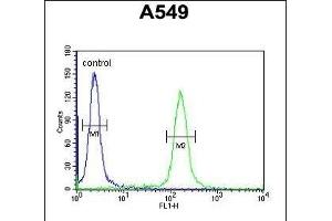KLHL9 Antibody (Center) (ABIN651366 and ABIN2840204) flow cytometric analysis of A549 cells (right histogram) compared to a negative control cell (left histogram). (KLHL9 Antikörper  (AA 299-326))