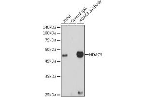 Immunoprecipitation (IP) image for anti-Histone Deacetylase 3 (HDAC3) antibody (ABIN7267709)