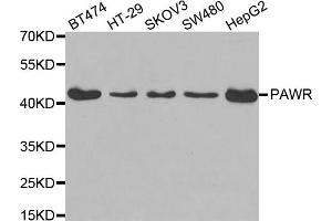 Western blot analysis of extracts of various cell lines, using PAWR antibody. (PAWR Antikörper)