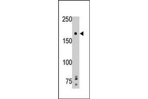 The PTPRG polyclonal antibody  is used in Western blot to detect PTPRG in mouse brain tissue lysate. (PTPRG Antikörper  (Internal Region))
