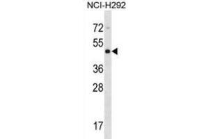 Western Blotting (WB) image for anti-Cytohesin 4 (CYTH4) antibody (ABIN2998789) (Cytohesin 4 Antikörper)