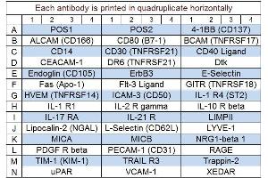 Image no. 1 for Human Receptor Array Q1 (ABIN625751) (Human Receptor Array Q1)