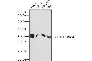 Western blot analysis of extracts of various cell lines, using S1/S1/PR Rabbit mAb (ABIN1683202, ABIN3017773, ABIN3017774 and ABIN7101524) at 1:1000 dilution. (PRAS40 Antikörper)