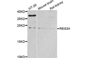 Western blot analysis of extracts of various cell lines, using REG3A antibody. (REG3A Antikörper)