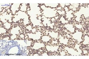 Immunohistochemical analysis of paraffin-embedded mouse lung tissue. (PI3K p85 alpha/gamma Antikörper)