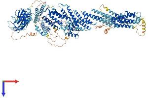 CADPS2 Protein (AA 1-1296) (His tag)