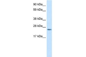 WB Suggested Anti-FADD Antibody Titration:  0. (FADD Antikörper  (C-Term))