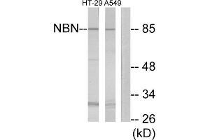 Western blot analysis of extracts from HT-29 cells and A549 cells, using NBN antibody. (Nibrin Antikörper  (Internal Region))