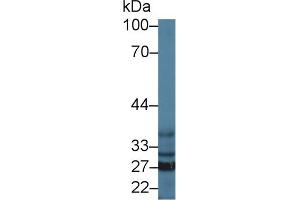 Western Blot; Sample: Mouse Liver lysate; Primary Ab: 1µg/ml Rabbit Anti-Mouse SFXN1 Antibody Second Ab: 0. (SFXN1 Antikörper  (AA 2-102))