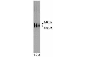 Western blot analysis of ERK1 on a rat cerebrum lysate. (ERK1 Antikörper  (AA 325-345))
