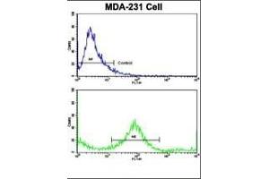 Flow cytometric analysis of MDA-231 cells using KRT4 Antibody (C-term)(bottom histogram) compared to a negative control cell (top histogram). (KRT4 Antikörper  (C-Term))