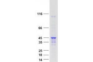 Western Blotting (WB) image for Heterogeneous Nuclear Ribonucleoprotein A/B (HNRNPAB) (Transcript Variant 1) protein (Myc-DYKDDDDK Tag) (ABIN2722906)