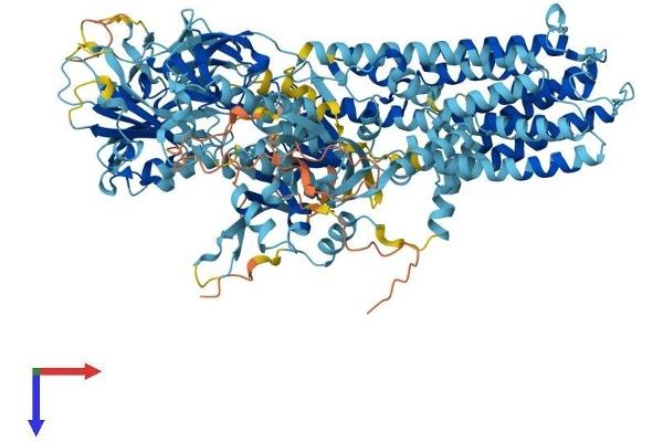 ATP13A2 Protein (AA 1-1180) (His tag)