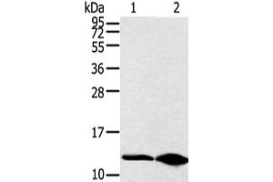 Western Blotting (WB) image for anti-Dynein, Light Chain, LC8-Type 2 (DYNLL2) antibody (ABIN7252036)