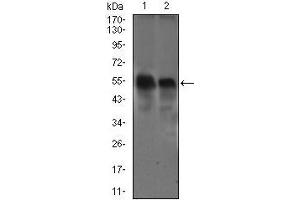 Western blot analysis using DCTN4 mouse mAb against Raw264. (Dynactin 4 Antikörper  (AA 57-298))