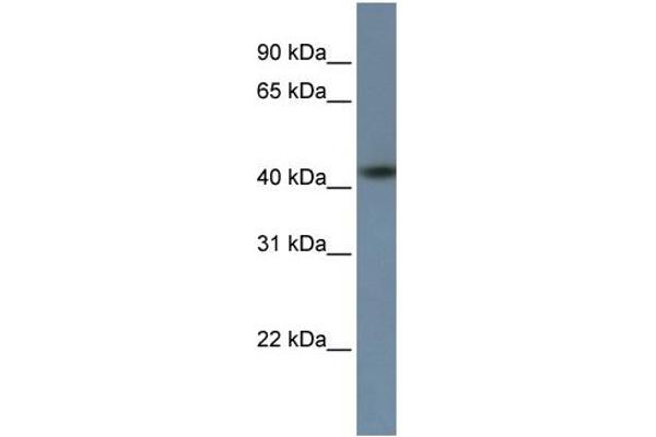 ZNF669 Antikörper  (C-Term)