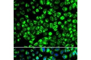 Immunofluorescence analysis of HeLa cells using ATP6AP2 Polyclonal Antibody (ATP6AP2 Antikörper)