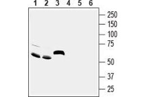 Western blot analysis of rat brain (lanes 1 and 4), mouse brain (lanes 2 and 5) and rat small intestine (lanes 3 and 6) lysates: - 1-3.