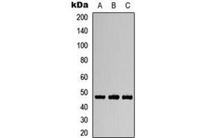 Western blot analysis of Aurora A (pT288) expression in DLD (A), mouse brain (B), rat brain (C) whole cell lysates.