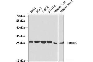 Western blot analysis of extracts of various cell lines using PRDX6 Polyclonal Antibody at dilution of 1:1000. (Peroxiredoxin 6 Antikörper)