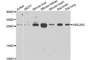 Western blot analysis of extracts of various cell lines, using UBE2R2 antibody. (UBE2R2 Antikörper)