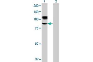 Western Blot analysis of MMEL1 expression in transfected 293T cell line by MMEL1 MaxPab polyclonal antibody. (MMEL1 Antikörper  (AA 1-779))