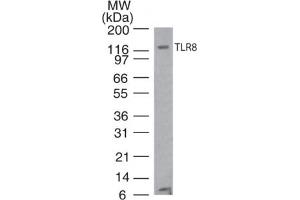 TLR8 Western Blot. (TLR8 Antikörper)